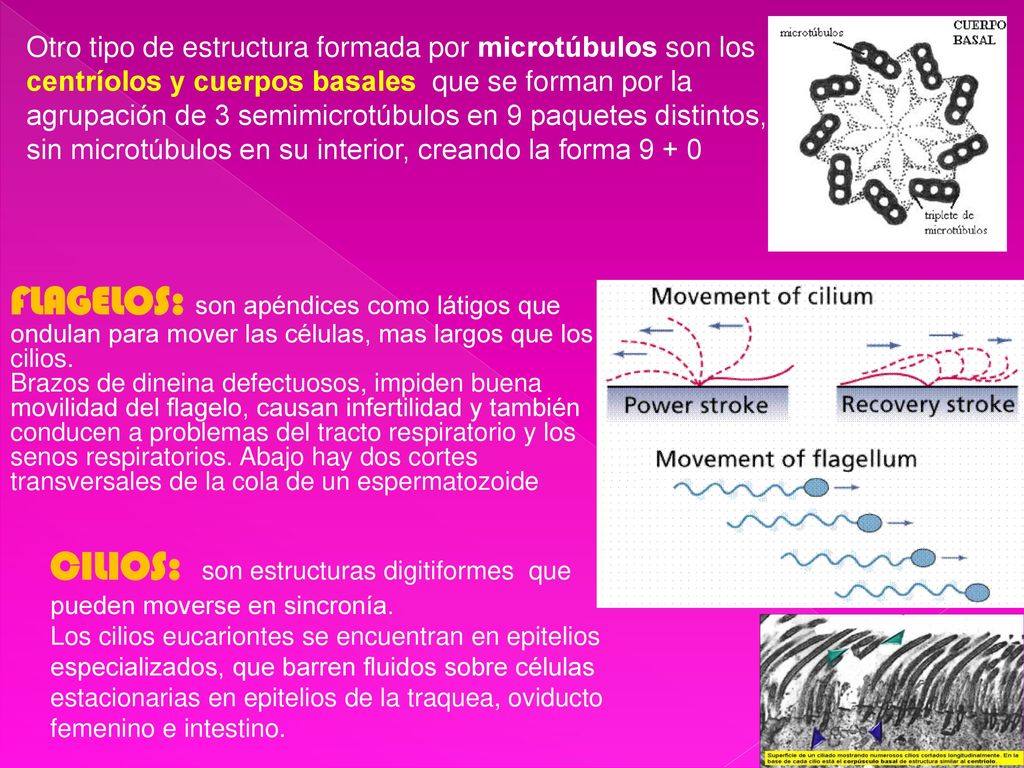 CILIOS: son estructuras digitiformes que pueden moverse en sincronía.