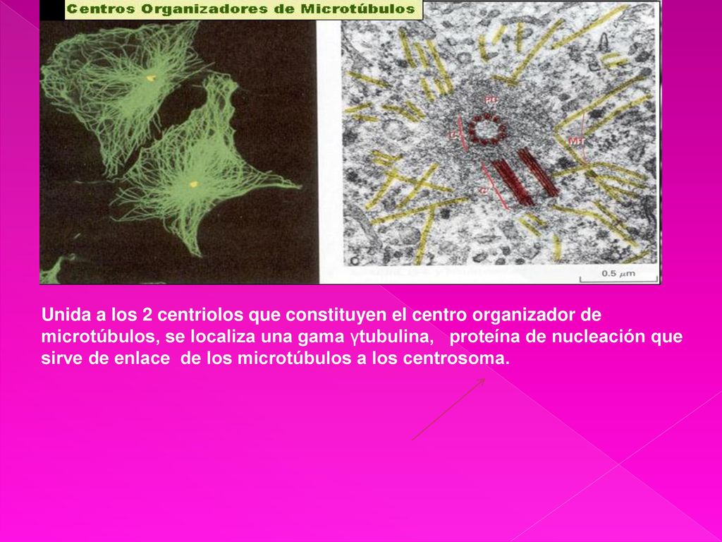 Unida a los 2 centriolos que constituyen el centro organizador de microtúbulos, se localiza una gama γtubulina, proteína de nucleación que sirve de enlace de los microtúbulos a los centrosoma.