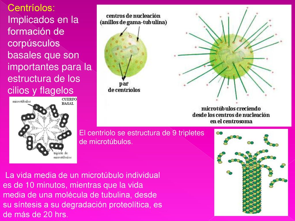 Centríolos: Implicados en la formación de corpúsculos basales que son importantes para la estructura de los cilios y flagelos.