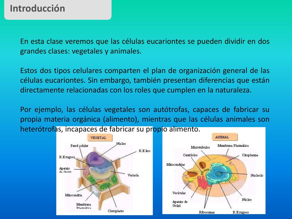 Introducción En esta clase veremos que las células eucariontes se pueden dividir en dos grandes clases: vegetales y animales.