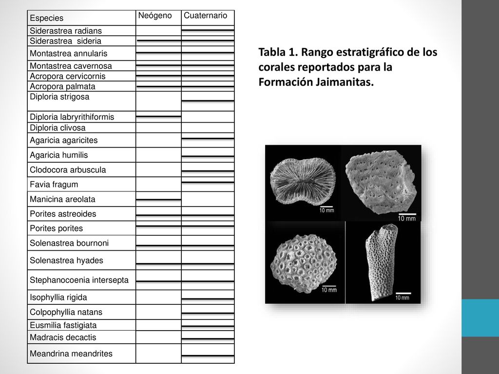 Tabla 1. Rango estratigráfico de los corales reportados para la Formación Jaimanitas.