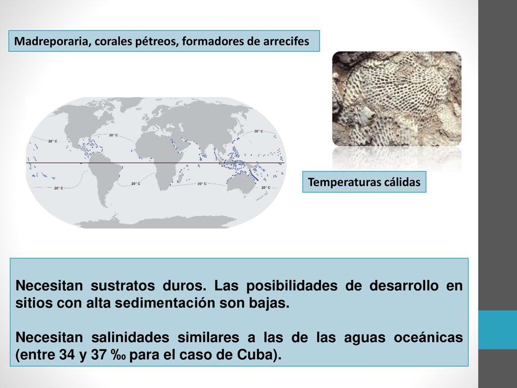 Madreporaria, corales pétreos, formadores de arrecifes