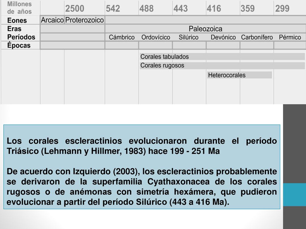 Los corales escleractinios evolucionaron durante el período Triásico (Lehmann y Hillmer, 1983) hace Ma