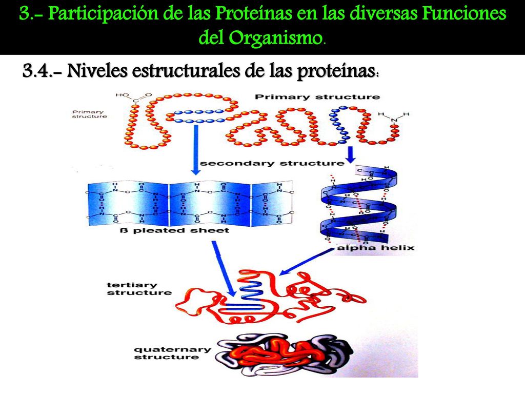 3.- Participación de las Proteínas en las diversas Funciones del Organismo.