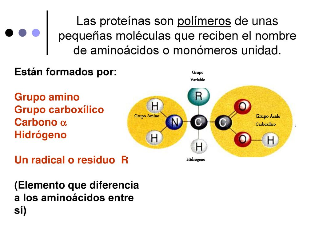 Las proteínas son polímeros de unas pequeñas moléculas que reciben el nombre de aminoácidos o monómeros unidad.