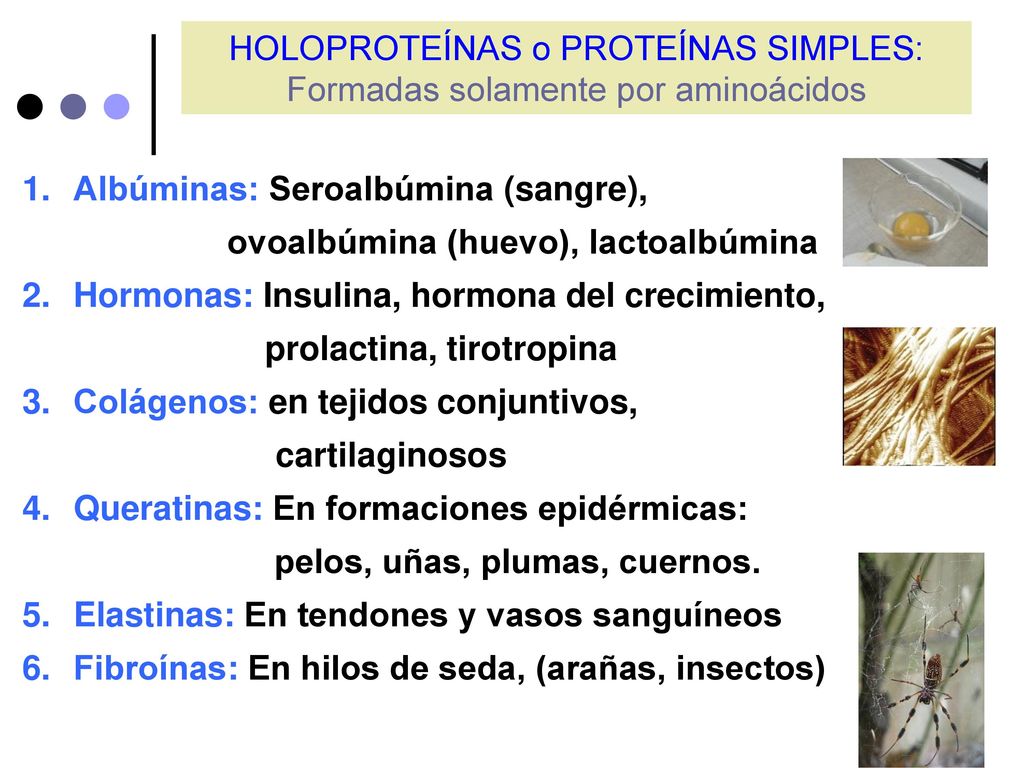 HOLOPROTEÍNAS o PROTEÍNAS SIMPLES: Formadas solamente por aminoácidos