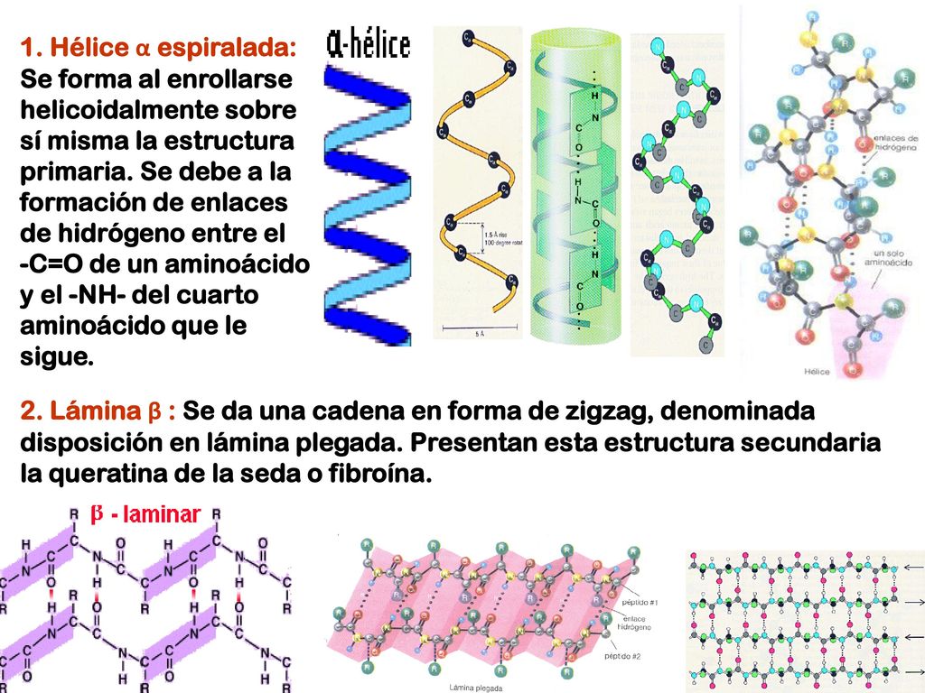 1. Hélice α espiralada: Se forma al enrollarse helicoidalmente sobre sí misma la estructura primaria. Se debe a la formación de enlaces de hidrógeno entre el -C=O de un aminoácido y el -NH- del cuarto aminoácido que le sigue.