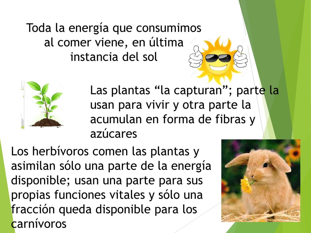 Toda la energía que consumimos al comer viene, en última instancia del sol