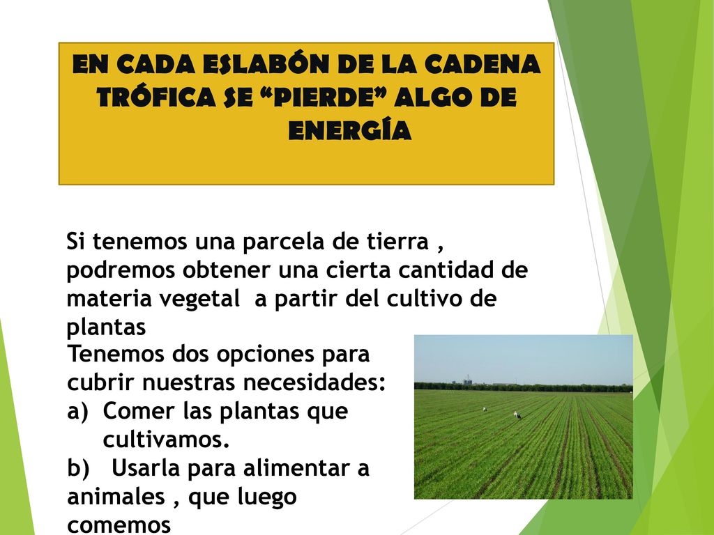 EN CADA ESLABÓN DE LA CADENA TRÓFICA SE PIERDE ALGO DE
