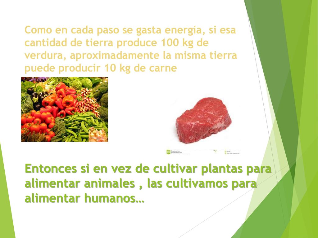 Como en cada paso se gasta energía, si esa cantidad de tierra produce 100 kg de verdura, aproximadamente la misma tierra puede producir 10 kg de carne