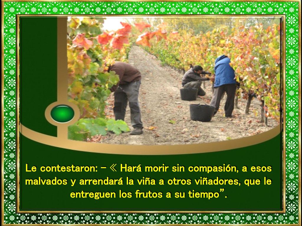 Le contestaron: - « Hará morir sin compasión, a esos malvados y arrendará la viña a otros viñadores, que le entreguen los frutos a su tiempo .