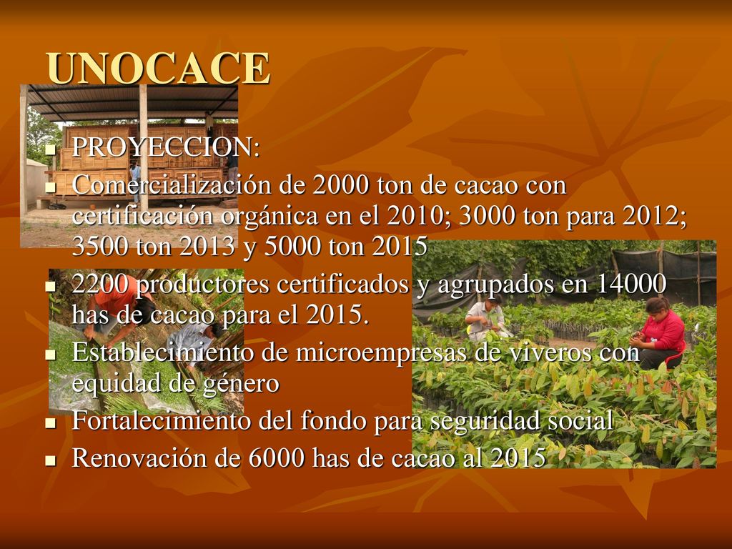 UNOCACE PROYECCION: Comercialización de 2000 ton de cacao con certificación orgánica en el 2010; 3000 ton para 2012; 3500 ton 2013 y 5000 ton