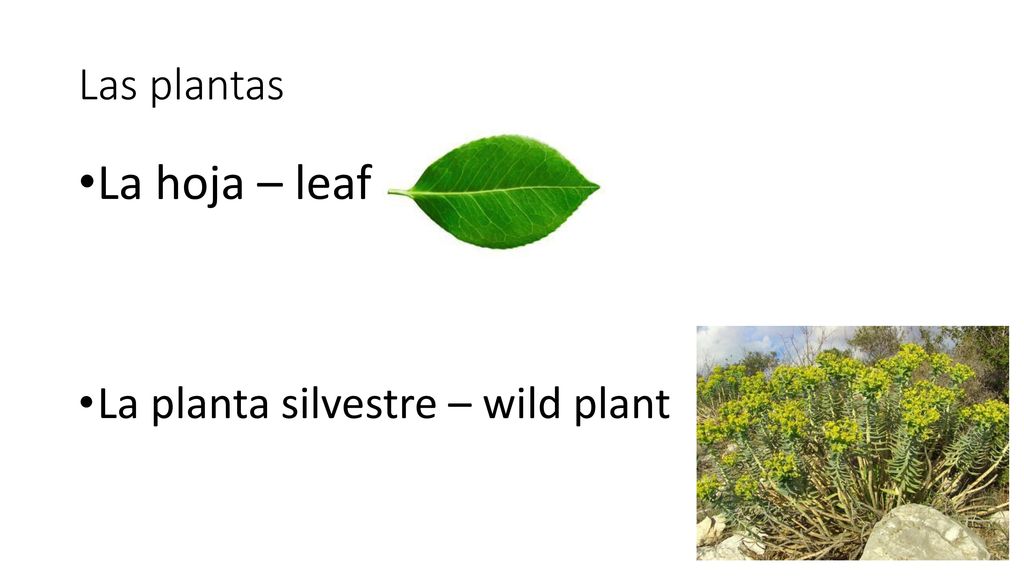 Las plantas La hoja – leaf La planta silvestre – wild plant