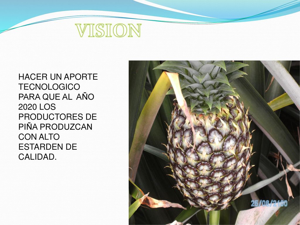 VISION HACER UN APORTE TECNOLOGICO PARA QUE AL AÑO 2020 LOS PRODUCTORES DE PIÑA PRODUZCAN CON ALTO ESTARDEN DE CALIDAD.