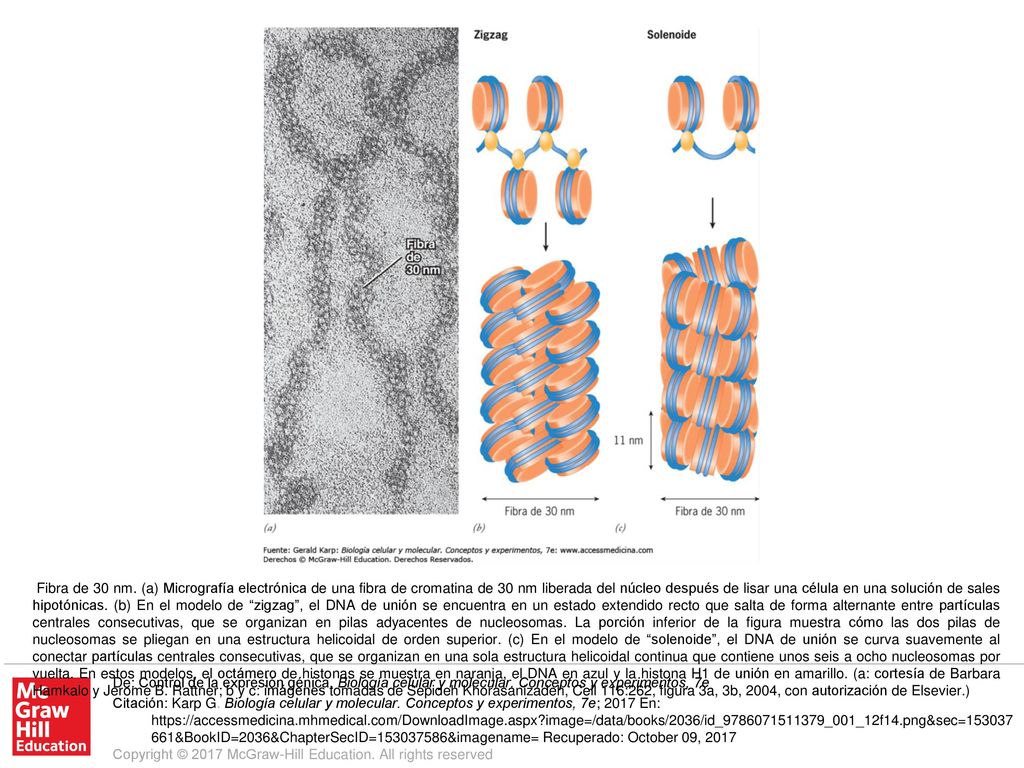 Fibra de 30 nm. (a) Micrografía electrónica de una fibra de cromatina de 30 nm liberada del núcleo después de lisar una célula en una solución de sales hipotónicas. (b) En el modelo de zigzag , el DNA de unión se encuentra en un estado extendido recto que salta de forma alternante entre partículas centrales consecutivas, que se organizan en pilas adyacentes de nucleosomas. La porción inferior de la figura muestra cómo las dos pilas de nucleosomas se pliegan en una estructura helicoidal de orden superior. (c) En el modelo de solenoide , el DNA de unión se curva suavemente al conectar partículas centrales consecutivas, que se organizan en una sola estructura helicoidal continua que contiene unos seis a ocho nucleosomas por vuelta. En estos modelos, el octámero de histonas se muestra en naranja, el DNA en azul y la histona H1 de unión en amarillo. (a: cortesía de Barbara Hamkalo y Jerome B. Rattner; b y c: imágenes tomadas de Sepideh Khorasanizadeh, Cell 116:262, figura 3a, 3b, 2004, con autorización de Elsevier.)