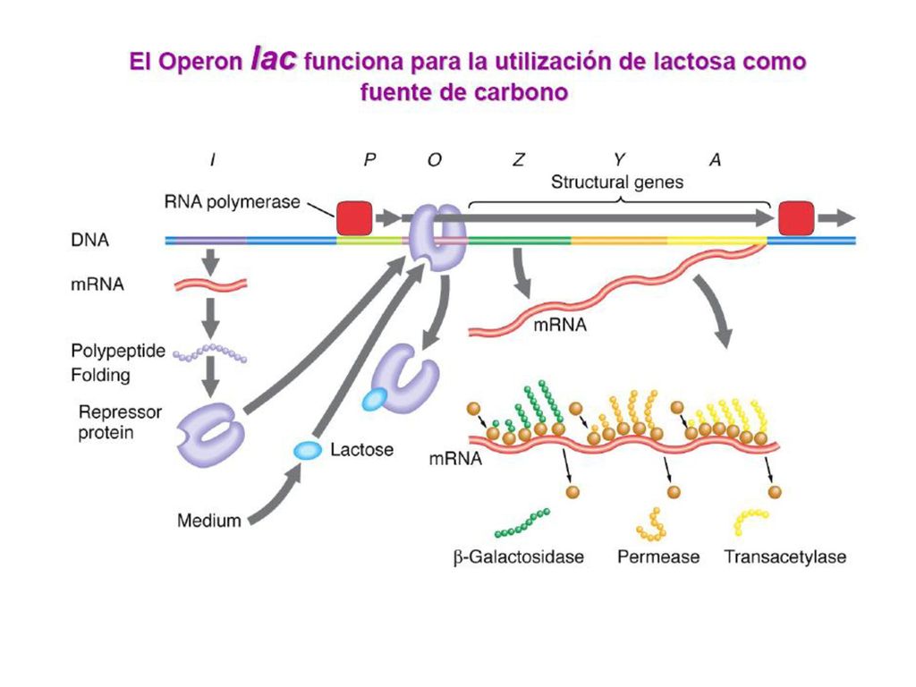 El inductor del operón lac que utilizaremos será el isopropiltiogalactósido (IPTG).