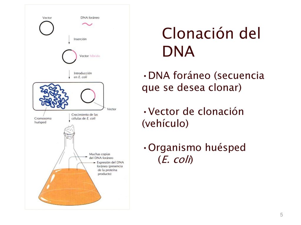 Clonación del DNA DNA foráneo (secuencia que se desea clonar)