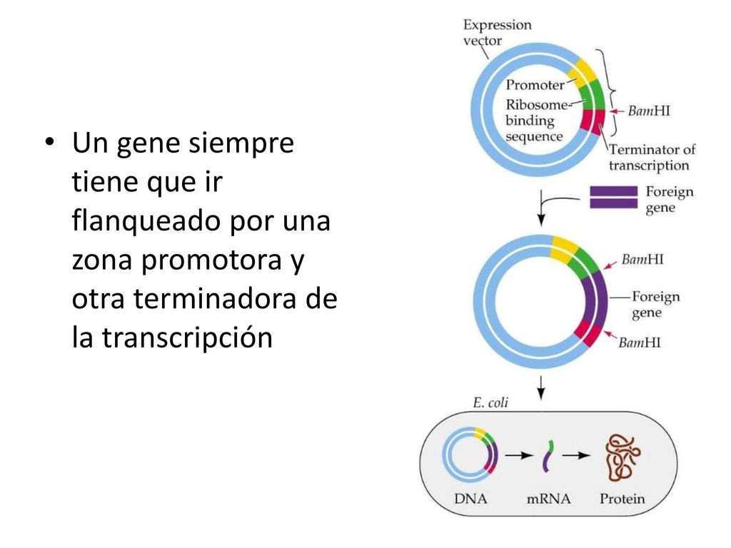 Un gene siempre tiene que ir flanqueado por una zona promotora y otra terminadora de la transcripción