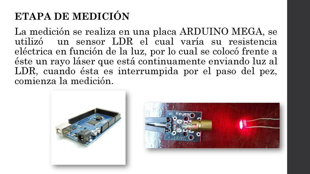 ETAPA DE MEDICIÓN La medición se realiza en una placa ARDUINO MEGA, se utilizó un sensor LDR el cual varía su resistencia eléctrica en función de la luz, por lo cual se colocó frente a éste un rayo láser que está continuamente enviando luz al LDR, cuando ésta es interrumpida por el paso del pez, comienza la medición.