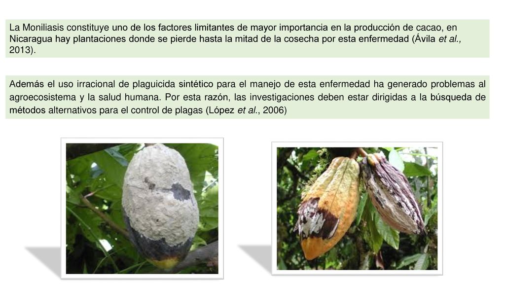 La Moniliasis constituye uno de los factores limitantes de mayor importancia en la producción de cacao, en Nicaragua hay plantaciones donde se pierde hasta la mitad de la cosecha por esta enfermedad (Ávila et al., 2013).