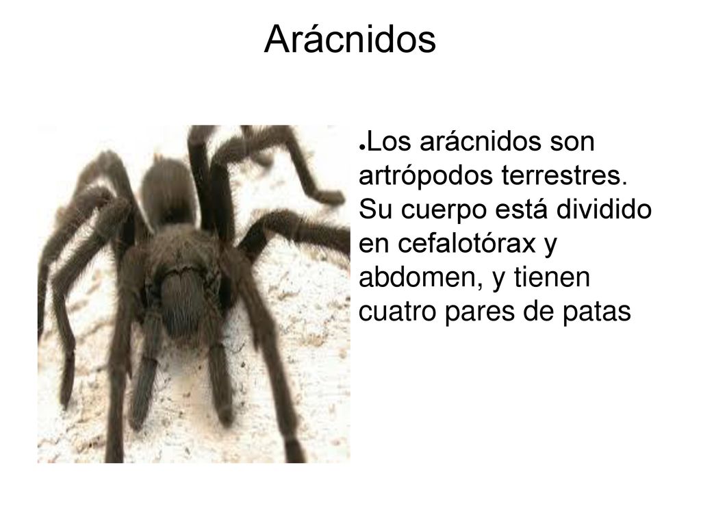 Arácnidos Los arácnidos son artrópodos terrestres.