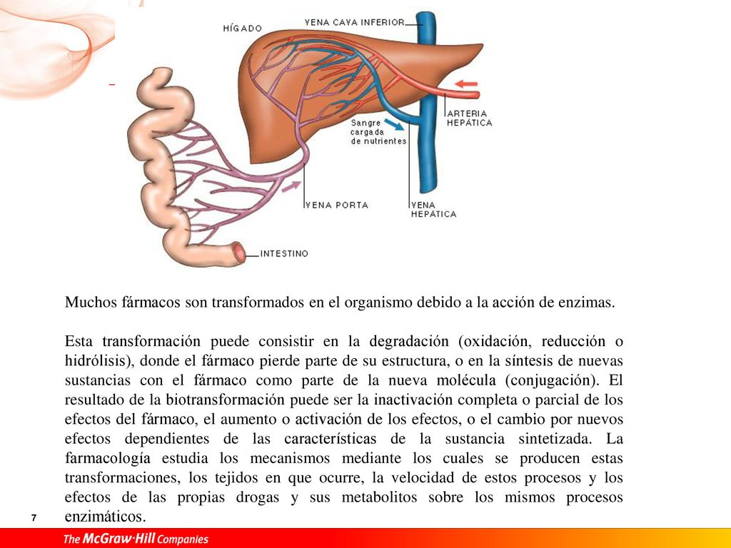Muchos fármacos son transformados en el organismo debido a la acción de enzimas.