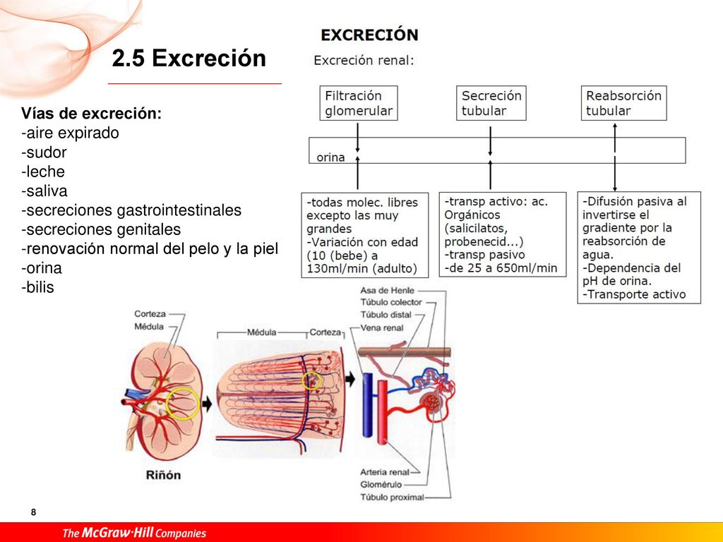 2.5 Excreción Vías de excreción: -aire expirado -sudor -leche -saliva