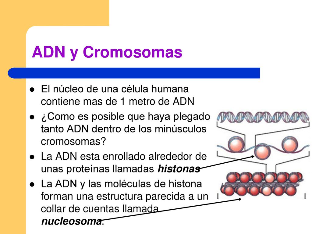 ADN y Cromosomas El núcleo de una célula humana contiene mas de 1 metro de ADN.