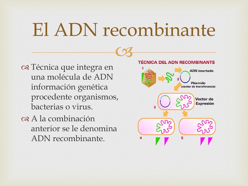 El ADN recombinante Técnica que integra en una molécula de ADN información genética procedente organismos, bacterias o virus.