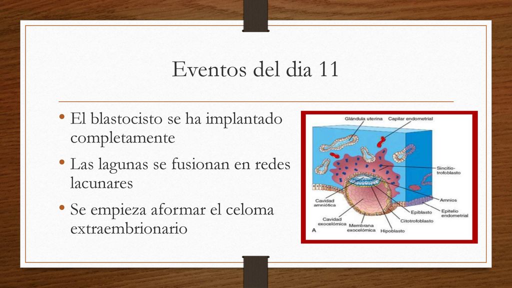 Eventos del dia 11 El blastocisto se ha implantado completamente