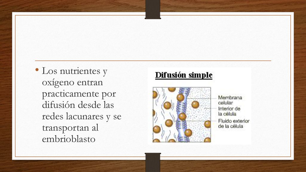 Los nutrientes y oxígeno entran practicamente por difusión desde las redes lacunares y se transportan al embrioblasto