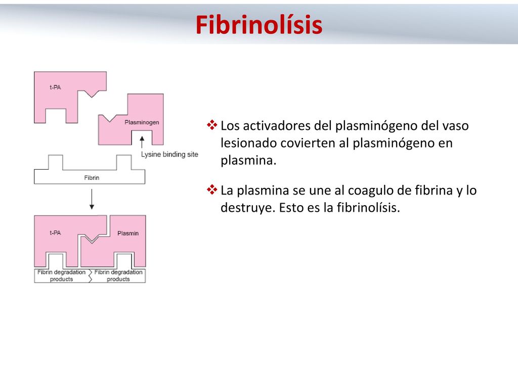 Fibrinolísis Los activadores del plasminógeno del vaso lesionado covierten al plasminógeno en plasmina.