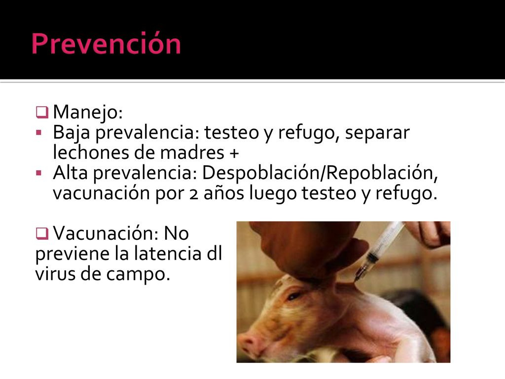 Prevención Manejo: Baja prevalencia: testeo y refugo, separar lechones de madres +