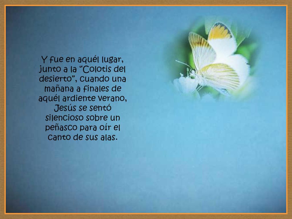 Y fue en aquél lugar, junto a la Colotis del desierto , cuando una mañana a finales de aquél ardiente verano, Jesús se sentó silencioso sobre un peñasco para oír el canto de sus alas.