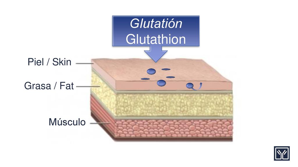 Glutatión Glutathion Piel / Skin Gras / Fat Músculo Grasa / Fat