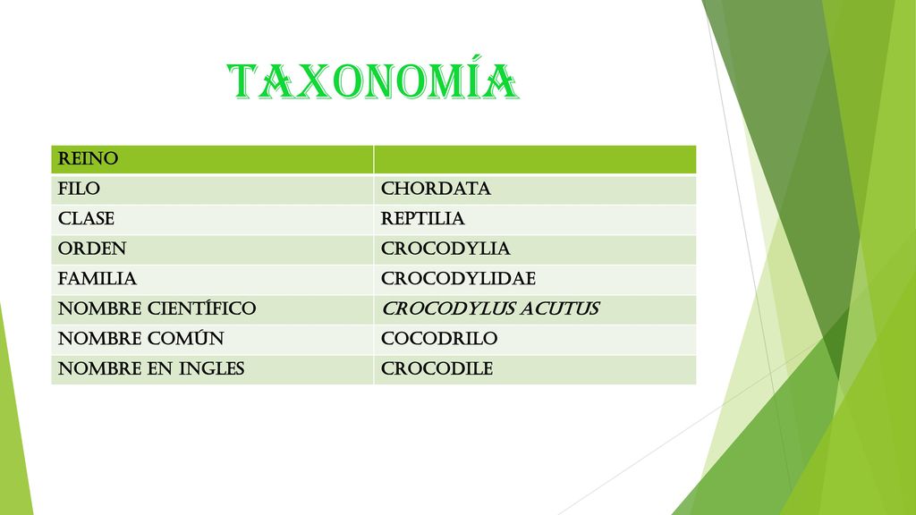 taxonomía reino filo chordata clase reptilia orden crocodylia familia