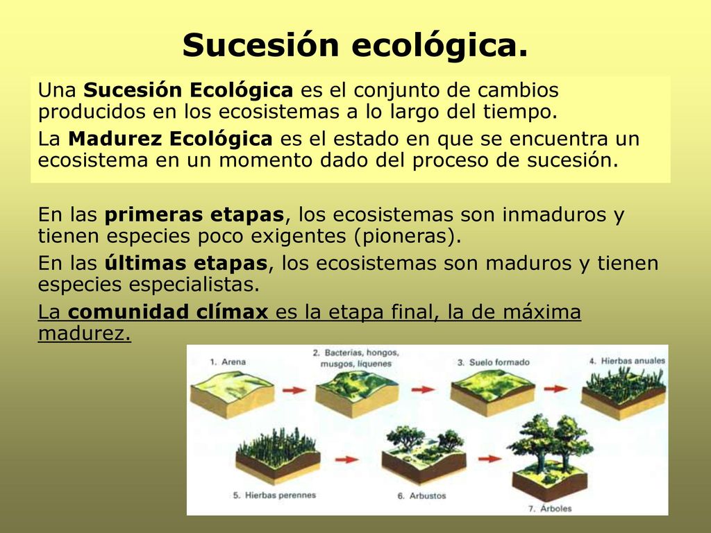 Sucesión ecológica. Una Sucesión Ecológica es el conjunto de cambios producidos en los ecosistemas a lo largo del tiempo.