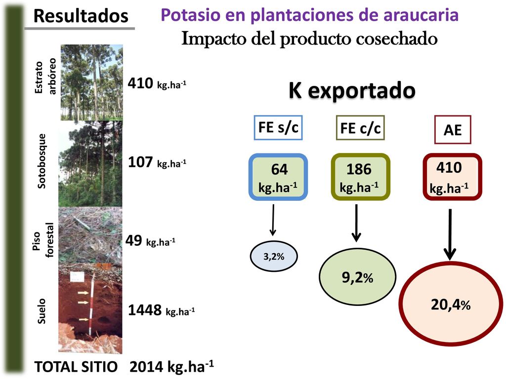 Potasio en plantaciones de araucaria Impacto del producto cosechado