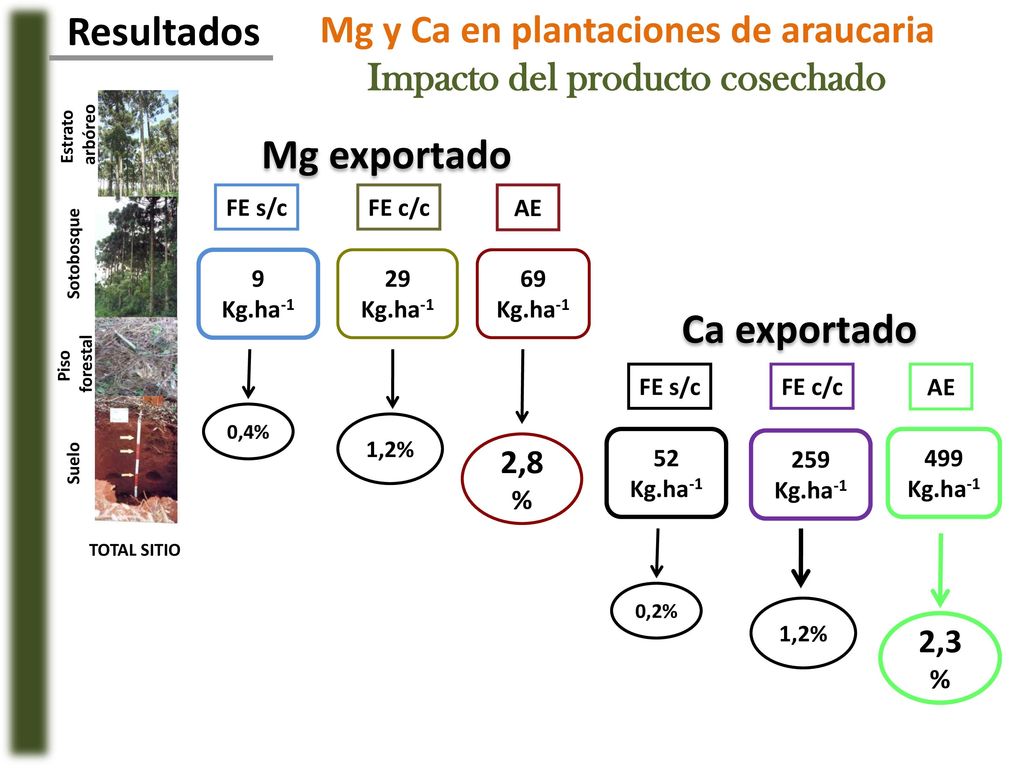 Mg y Ca en plantaciones de araucaria Impacto del producto cosechado