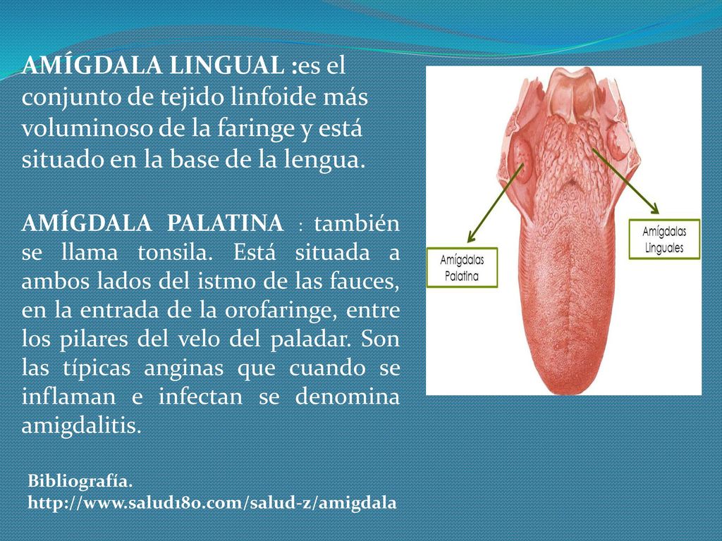 AMÍGDALA LINGUAL :es el conjunto de tejido linfoide más voluminoso de la faringe y está situado en la base de la lengua.