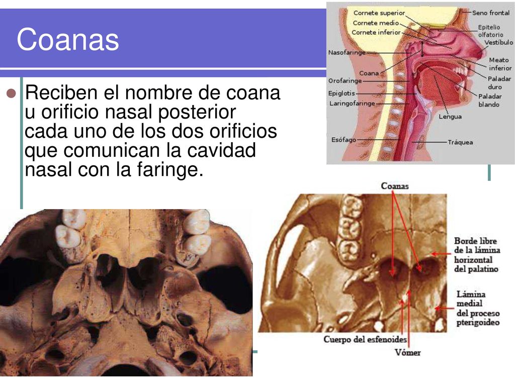 Coanas Reciben el nombre de coana u orificio nasal posterior cada uno de los dos orificios que comunican la cavidad nasal con la faringe.