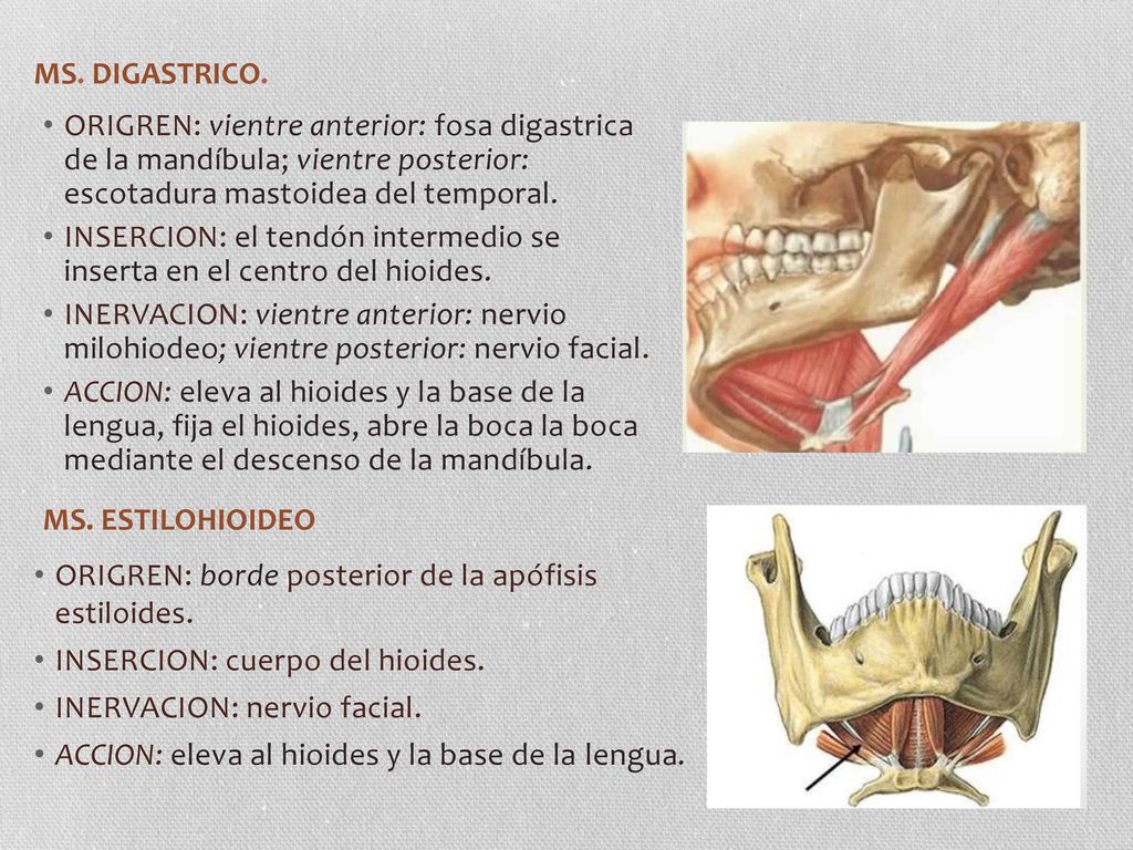 MS. DIGASTRICO. ORIGREN: vientre anterior: fosa digastrica de la mandíbula; vientre posterior: escotadura mastoidea del temporal.