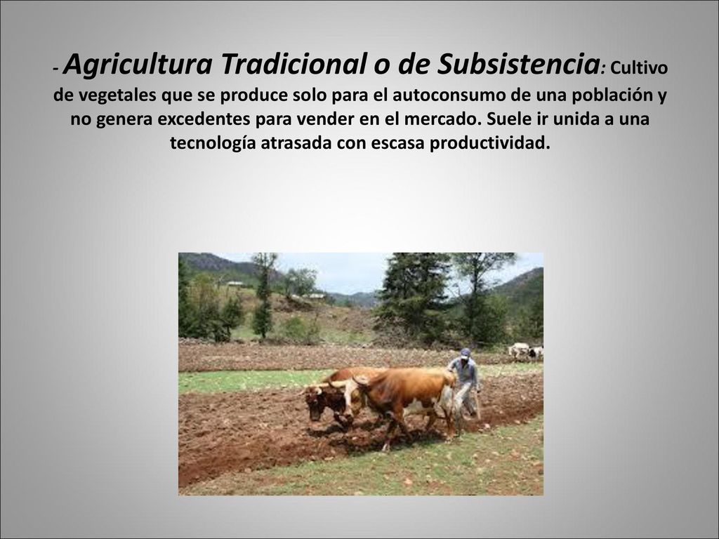 - Agricultura Tradicional o de Subsistencia: Cultivo de vegetales que se produce solo para el autoconsumo de una población y no genera excedentes para vender en el mercado.