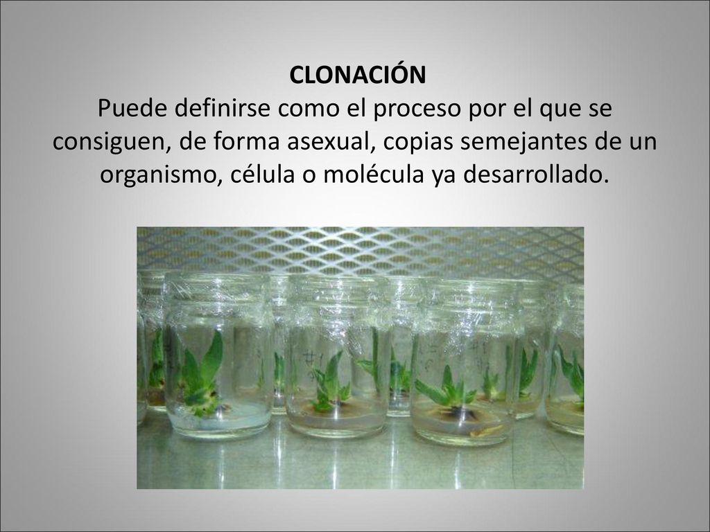 CLONACIÓN Puede definirse como el proceso por el que se consiguen, de forma asexual, copias semejantes de un organismo, célula o molécula ya desarrollado.