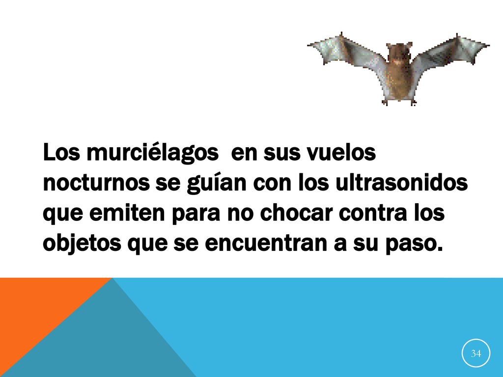 Los murciélagos en sus vuelos nocturnos se guían con los ultrasonidos que emiten para no chocar contra los objetos que se encuentran a su paso.