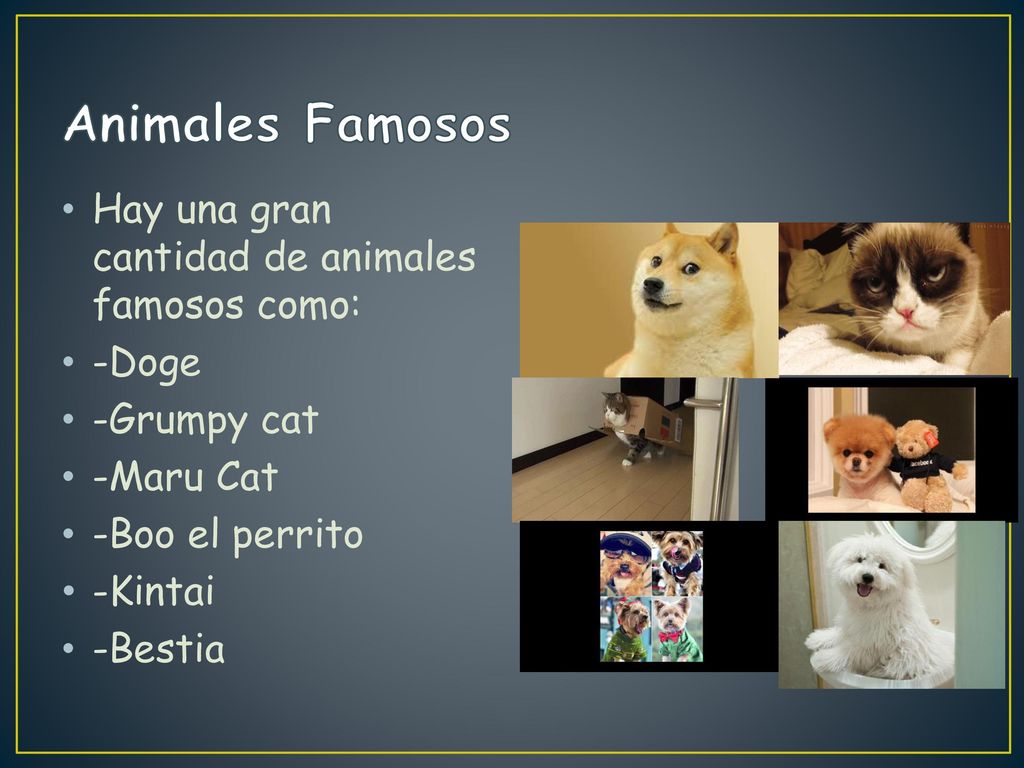 Animales Famosos Hay una gran cantidad de animales famosos como: -Doge