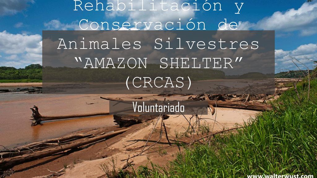 Centro de Rehabilitación y Conservación de Animales Silvestres AMAZON SHELTER (CRCAS)