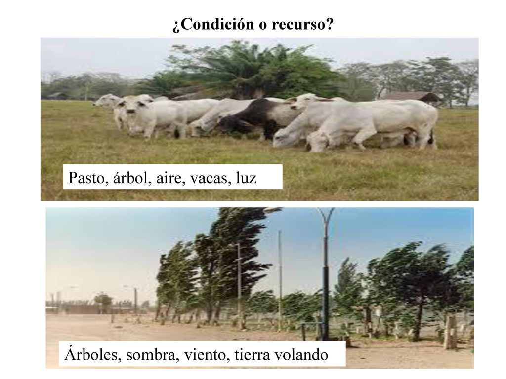 ¿Condición o recurso Pasto, árbol, aire, vacas, luz Árboles, sombra, viento, tierra volando