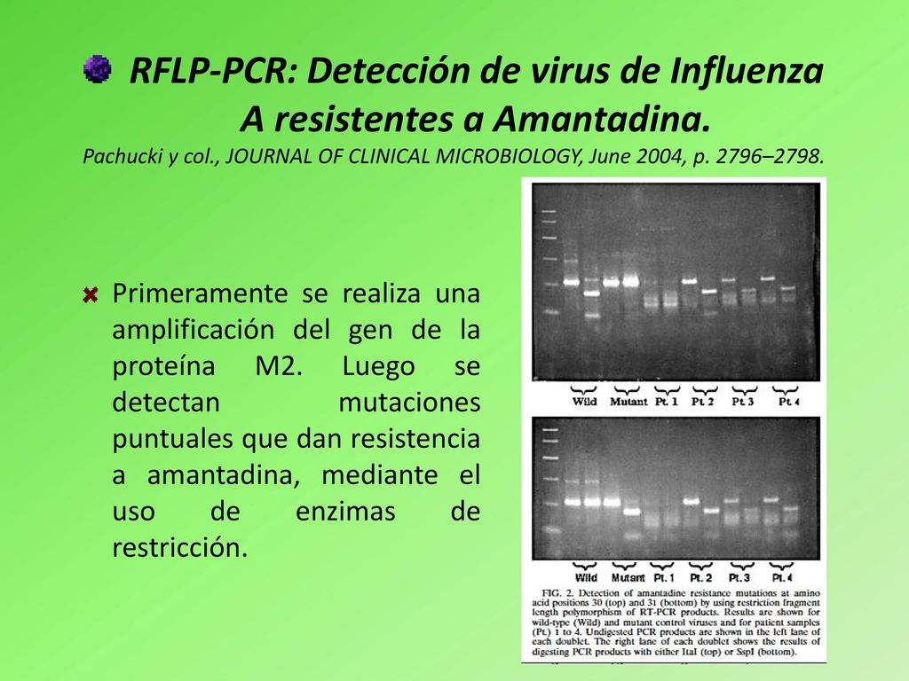 RFLP-PCR: Detección de virus de Influenza A resistentes a Amantadina.