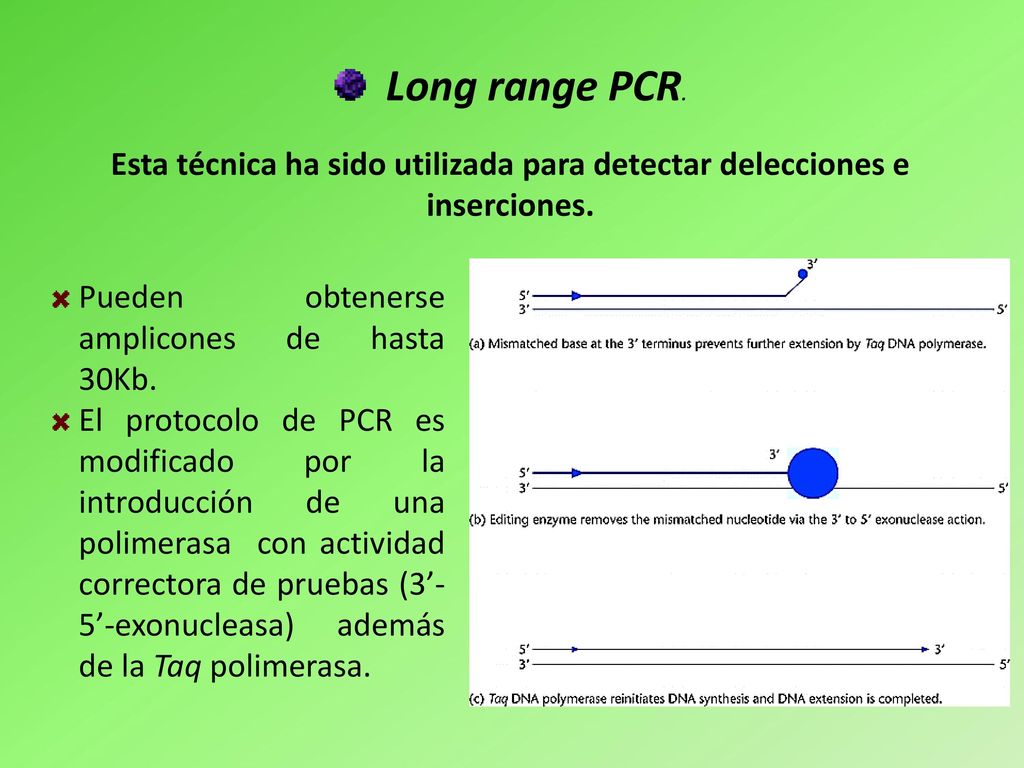 Long range PCR. Esta técnica ha sido utilizada para detectar delecciones e inserciones. Pueden obtenerse amplicones de hasta 30Kb.